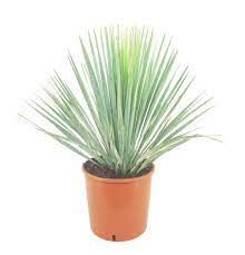Rostrata Yucca Beaked Yucca blue beauty - Greensouq -