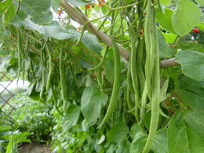 Agrimax Beans Seeds - Greensouq -
