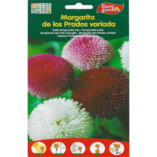 Margarita Seeds | Bellis Pomponette "Margarita" Mix Premium Quality Seeds by EuroGarden - Greensouq -