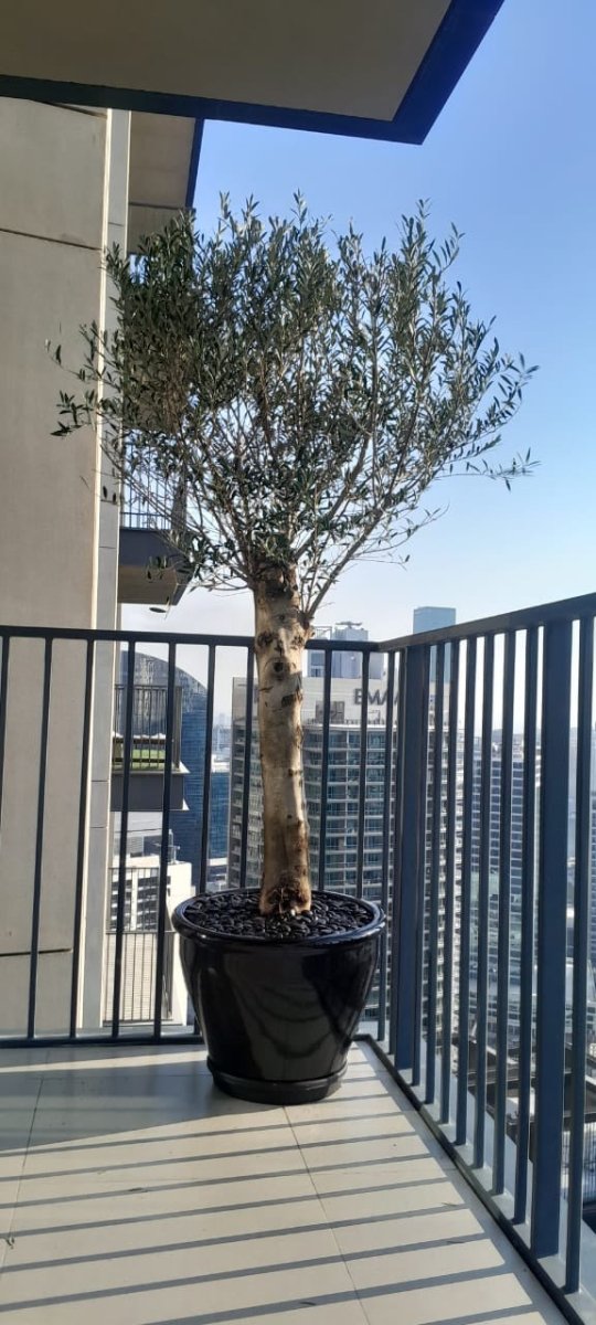 Big Olive 1.5 to 2m in Black Rolled Rim Pot Greensouq Special شجرة زيتون - Greensouq - 