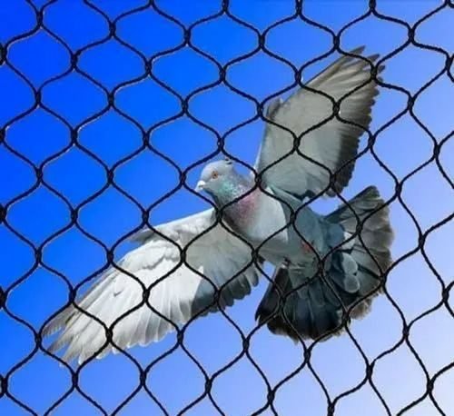 Bird Net "Heavy Duty Bird Netting Black" Ideal for Pond Safety & Fruit Cage - Greensouq - 