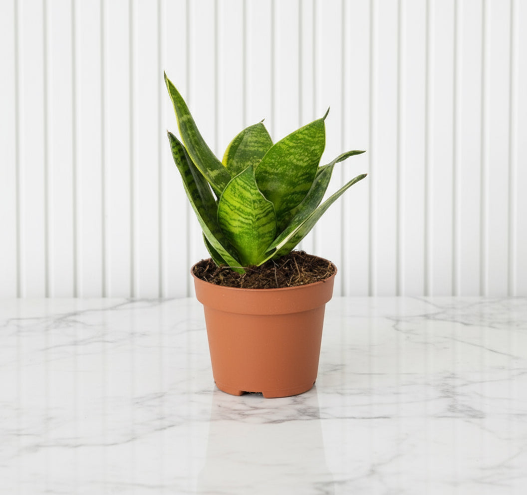 Birds Nest Snake Plant- Greensouq -