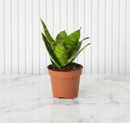 Birds Nest Snake Plant- Greensouq -