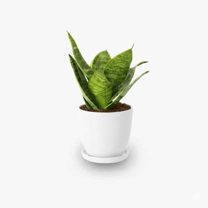 Birds Nest Snake Plant- Greensouq -
