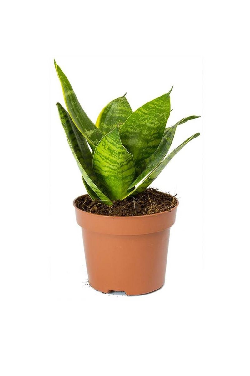 Birds Nest Snake Plant- Greensouq -