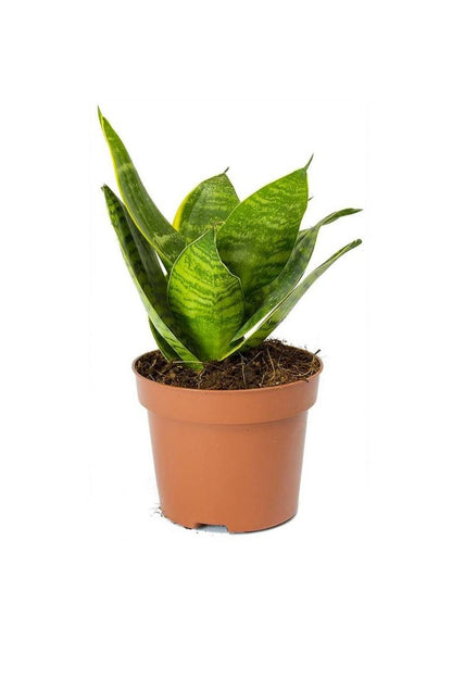 Birds Nest Snake Plant- Greensouq -