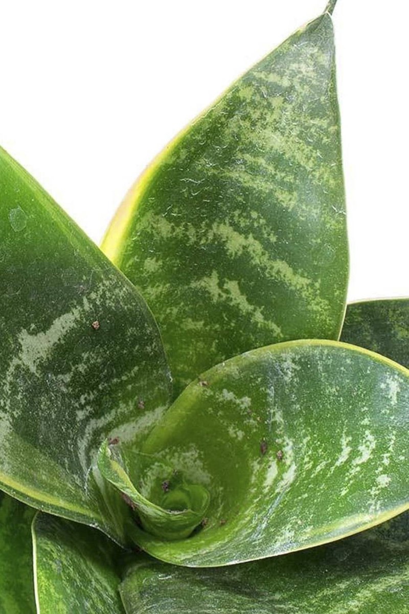 Birds Nest Snake Plant- Greensouq -