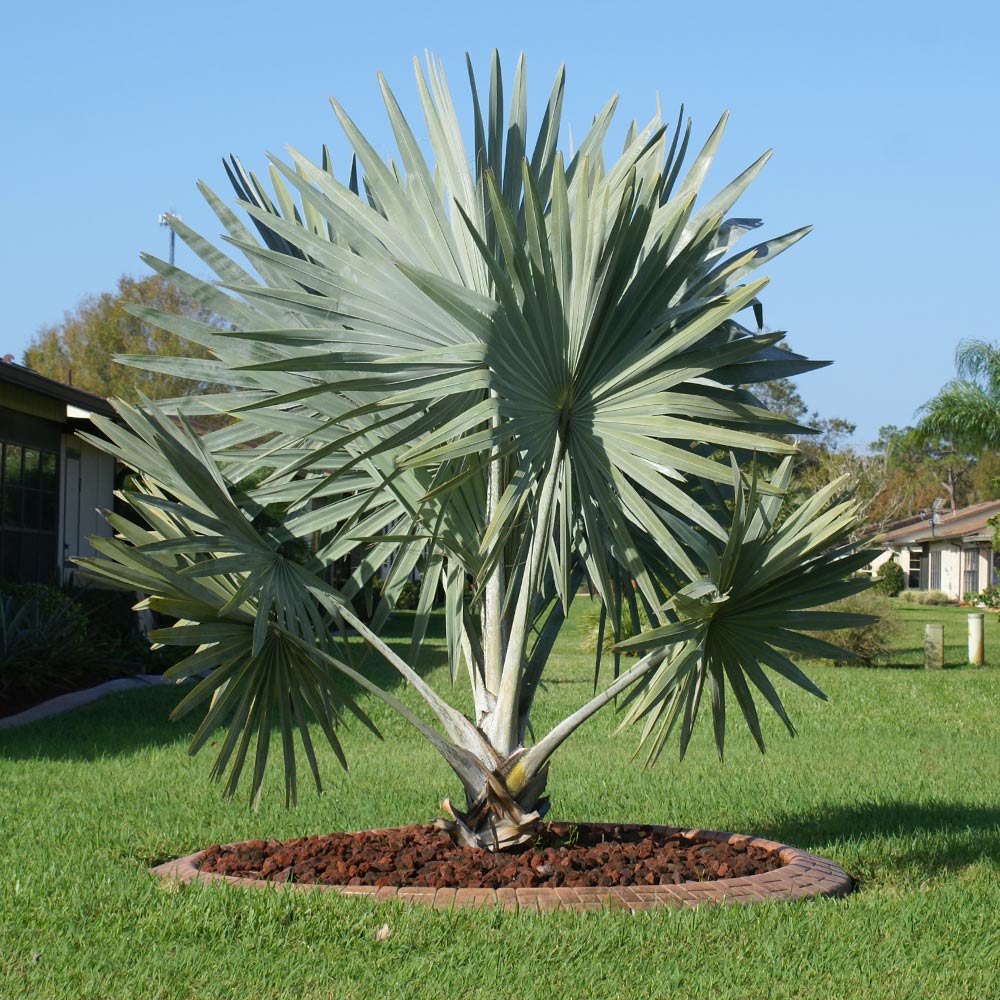Bismarckia Nobilis "Bismark Palm" بسمارك النخيل - Greensouq - 