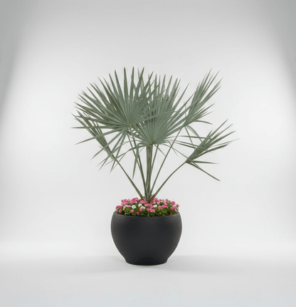 Bismarckia Nobilis "Bismark Palm" بسمارك النخيل in Fancy Fiber Pot 1.8 - 2.0m - Greensouq - 