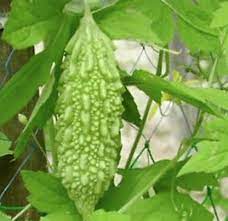 Agrimax Bitter melon Seeds - Greensouq -