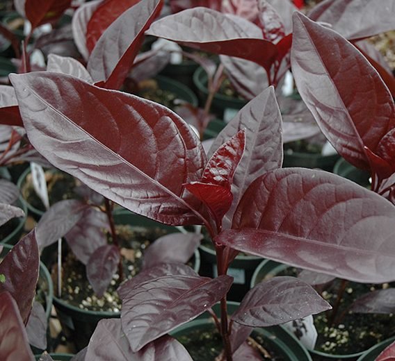 Black varnish Tricolor "Pseuderanthemum" - Greensouq - 