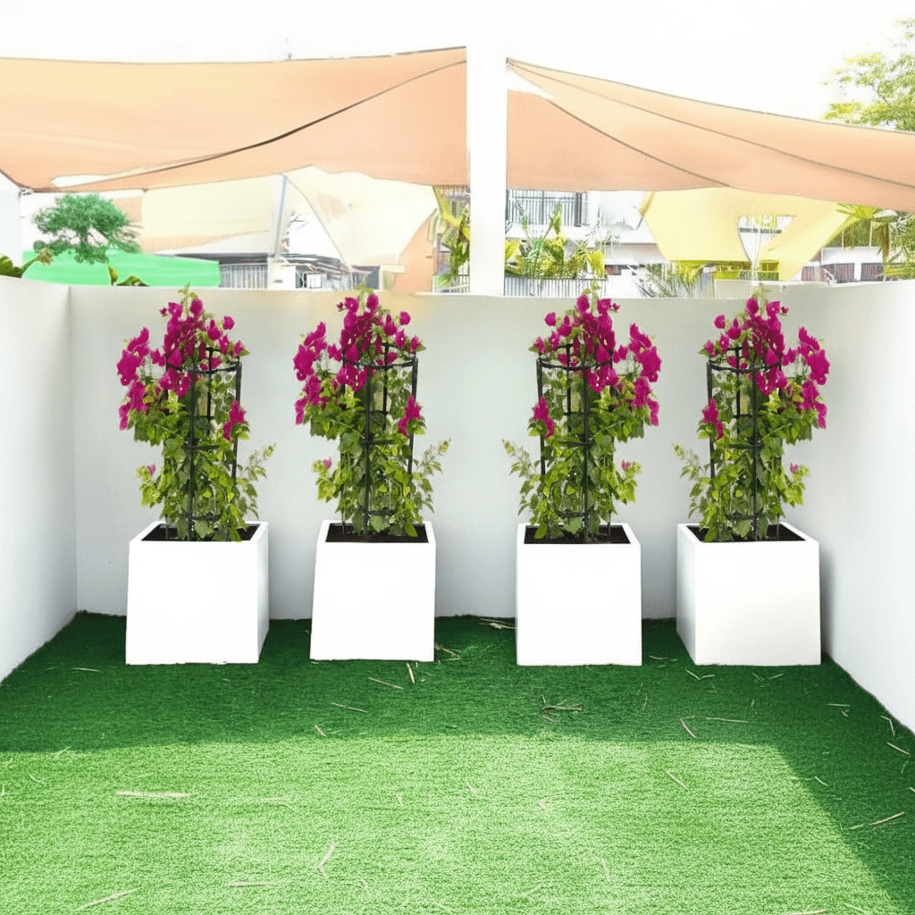Bougainvillea 1.4 - 1.6m in Grp Square White Pot 40 x 40 - Greensouq - 