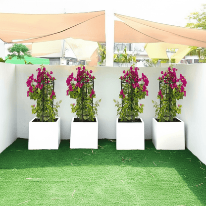 Bougainvillea 1.4 - 1.6m in Grp Square White Pot 40 x 40 - Greensouq - 