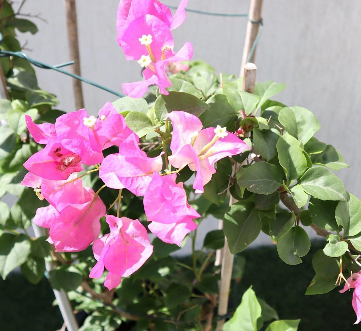 Bougainvillea Cocoice "Coconut Ice" - Greensouq - 