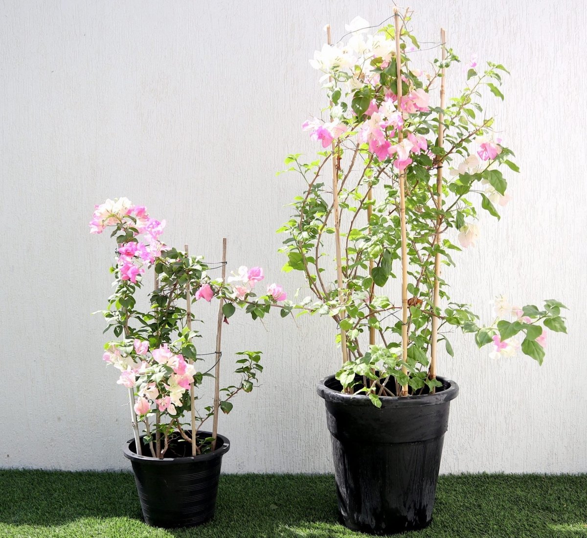 Bougainvillea Cocoice "Coconut Ice" - Greensouq - 