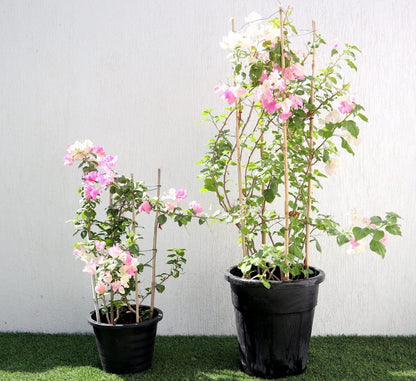 Bougainvillea Cocoice "Coconut Ice" - Greensouq - 