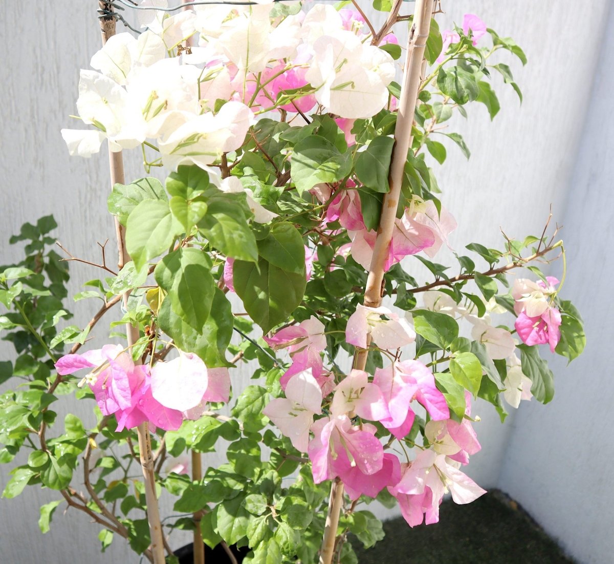 Bougainvillea Cocoice "Coconut Ice" - Greensouq - 
