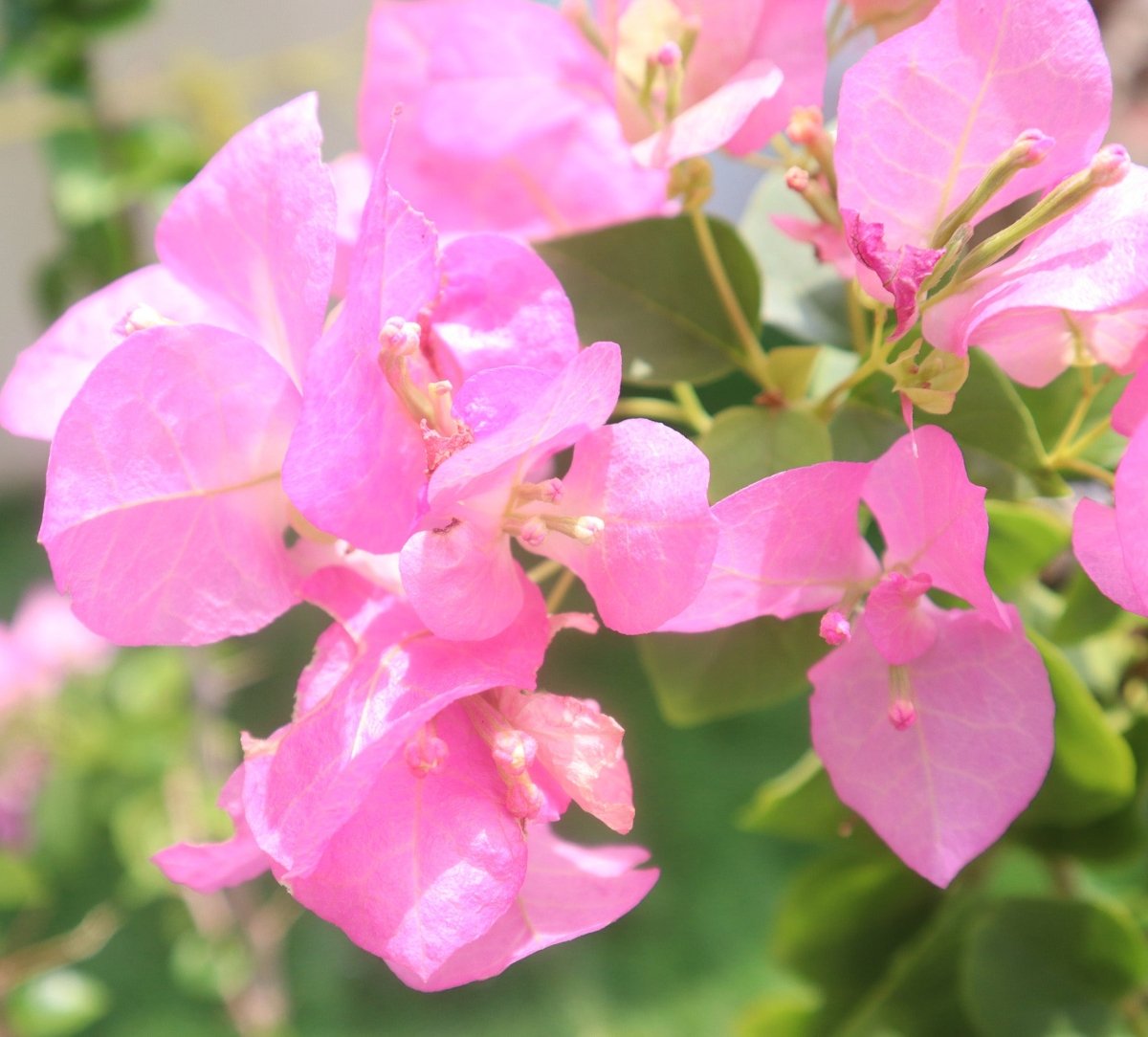 Coconut Ice Bougainvillea | Bougainvillea Cocoice "Coconut Ice (Without stake) - Greensouq -