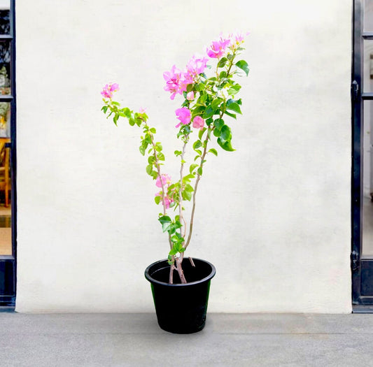 Coconut Ice Bougainvillea | Bougainvillea Cocoice "Coconut Ice (Without stake) - Greensouq -