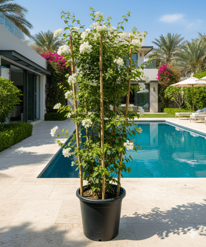 Bougainvillea Glabra "30 to 160cm" White - Greensouq - 