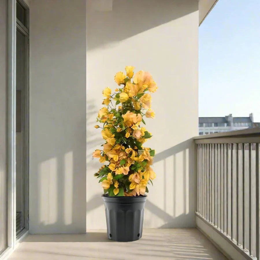 Bougainvillea Gold 0.8 - 1.5m - Greensouq - 