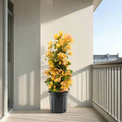 Bougainvillea Gold 0.8 - 1.5m - Greensouq - 