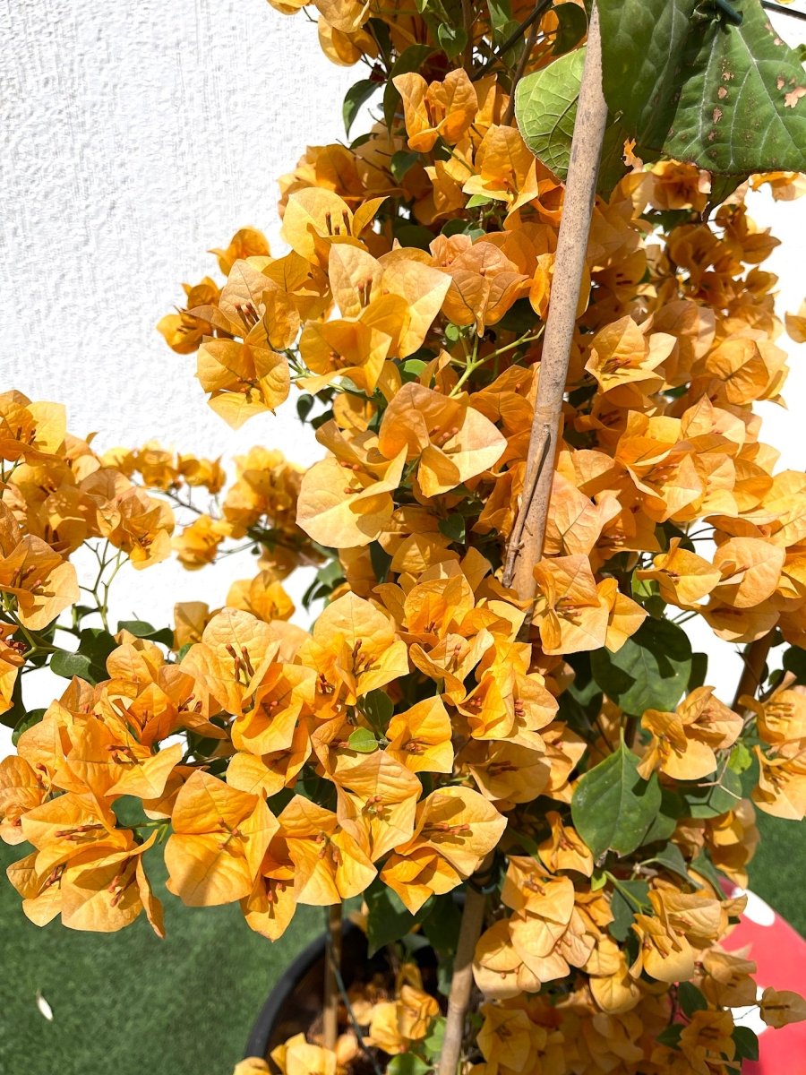 Bougainvillea Gold 0.8 - 1.5m - Greensouq - 