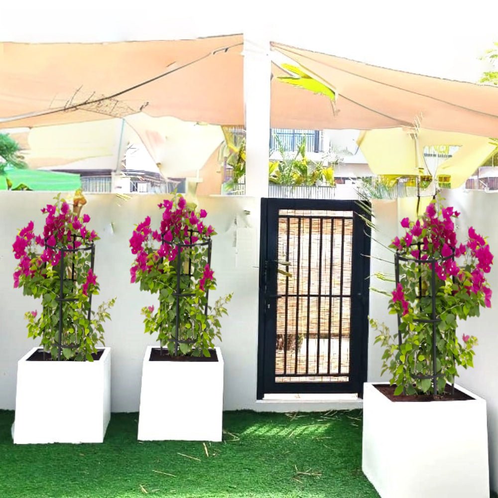 Bougainvillea in Grp Square Pot - Greensouq - 