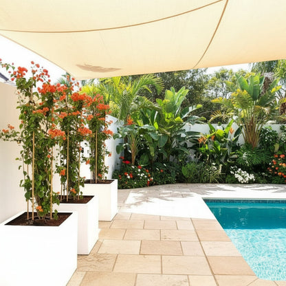 Bougainvillea Orange in Grp Square Pot - Greensouq - 