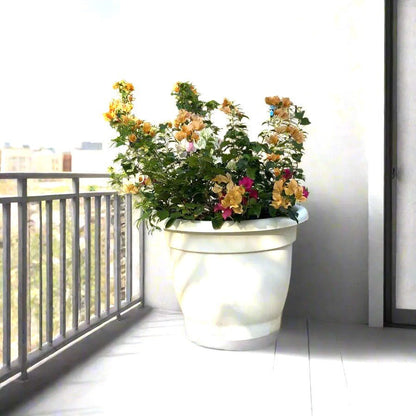Bougainvillea Orange Mix in 20" Cosmoplast Round Pot - Greensouq - 