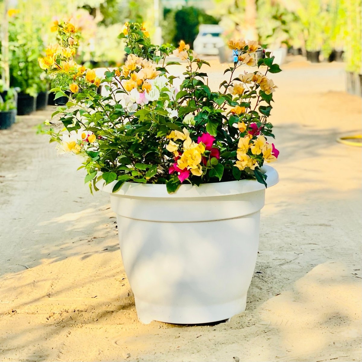 Bougainvillea Orange Mix in 20" Cosmoplast Round Pot - Greensouq - 