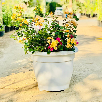 Bougainvillea Orange Mix in 20" Cosmoplast Round Pot - Greensouq - 