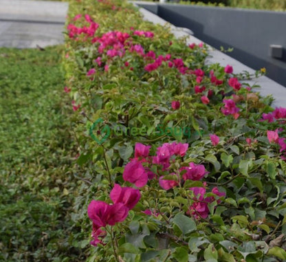 Bougainvillea "Pink Pixie" - Greensouq - 