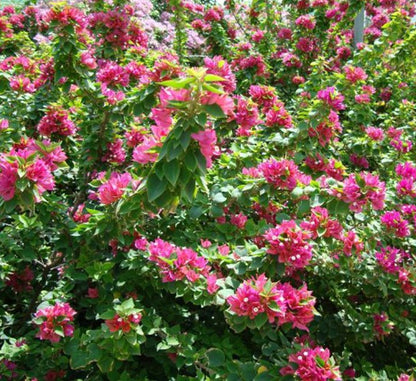 Bougainvillea "Pink Pixie" - Greensouq - 