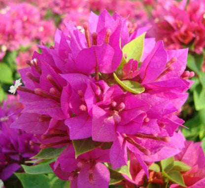 Bougainvillea "Pink Pixie" - Greensouq - 