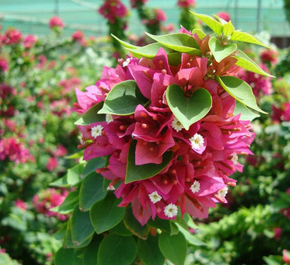 Bougainvillea "Pink Pixie" - Greensouq - 