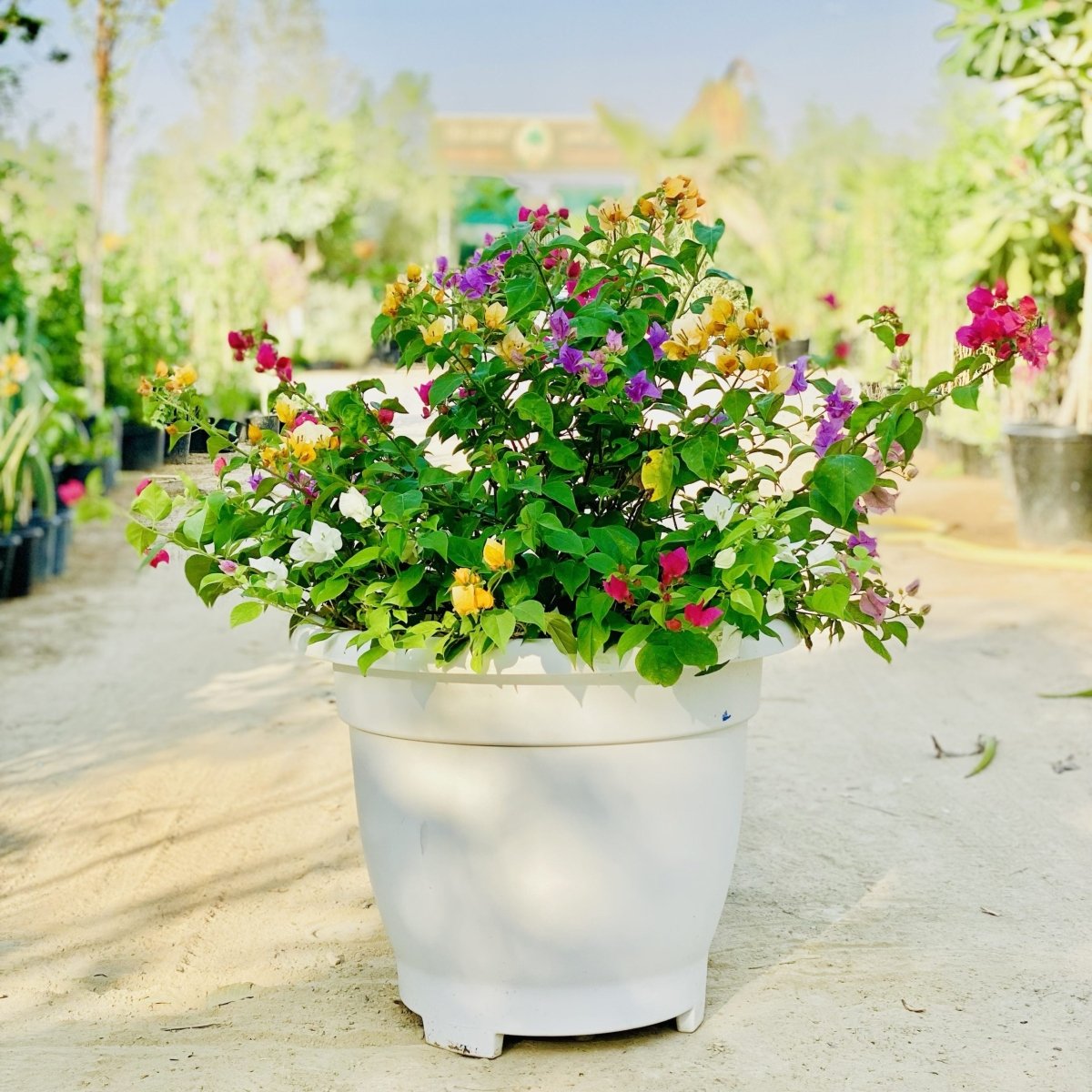 Bougainvillea Purple Orange Mix in 20" Cosmoplast Round Pot - Greensouq - 