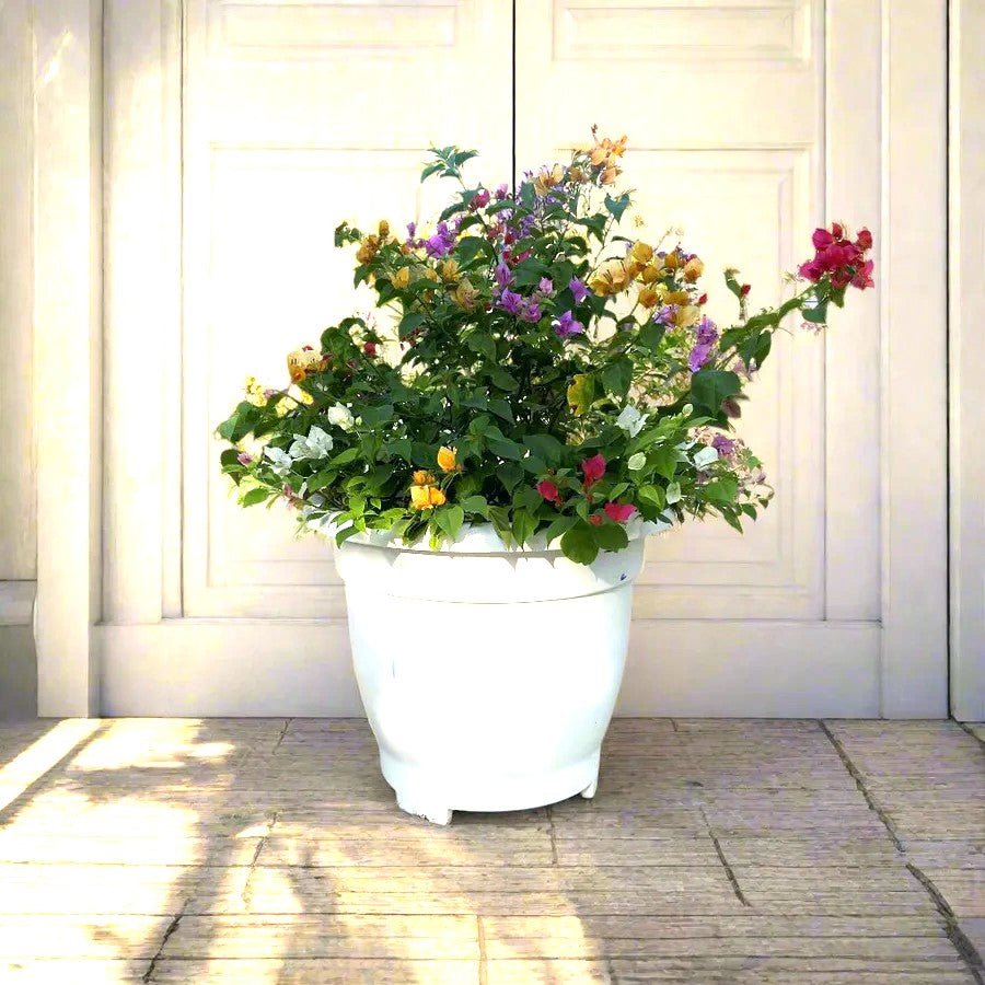 Bougainvillea Purple Orange Mix in 20" Cosmoplast Round Pot - Greensouq - 