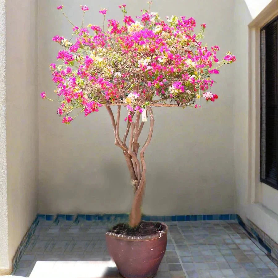 Bougainvillea Specimen "Single Head" - Greensouq - 