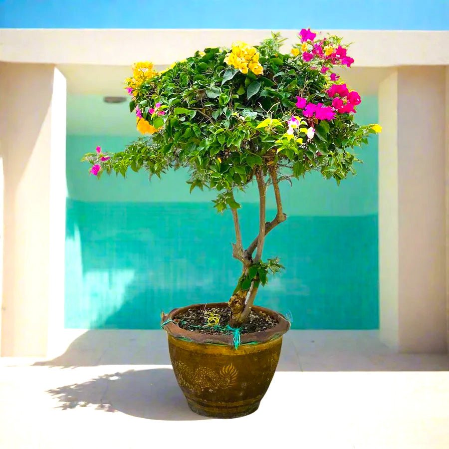 Bougainvillea Specimen "Single Head" - Greensouq - 