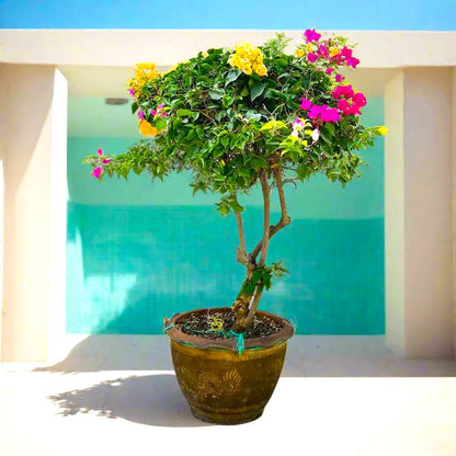 Bougainvillea Specimen "Single Head" - Greensouq - 