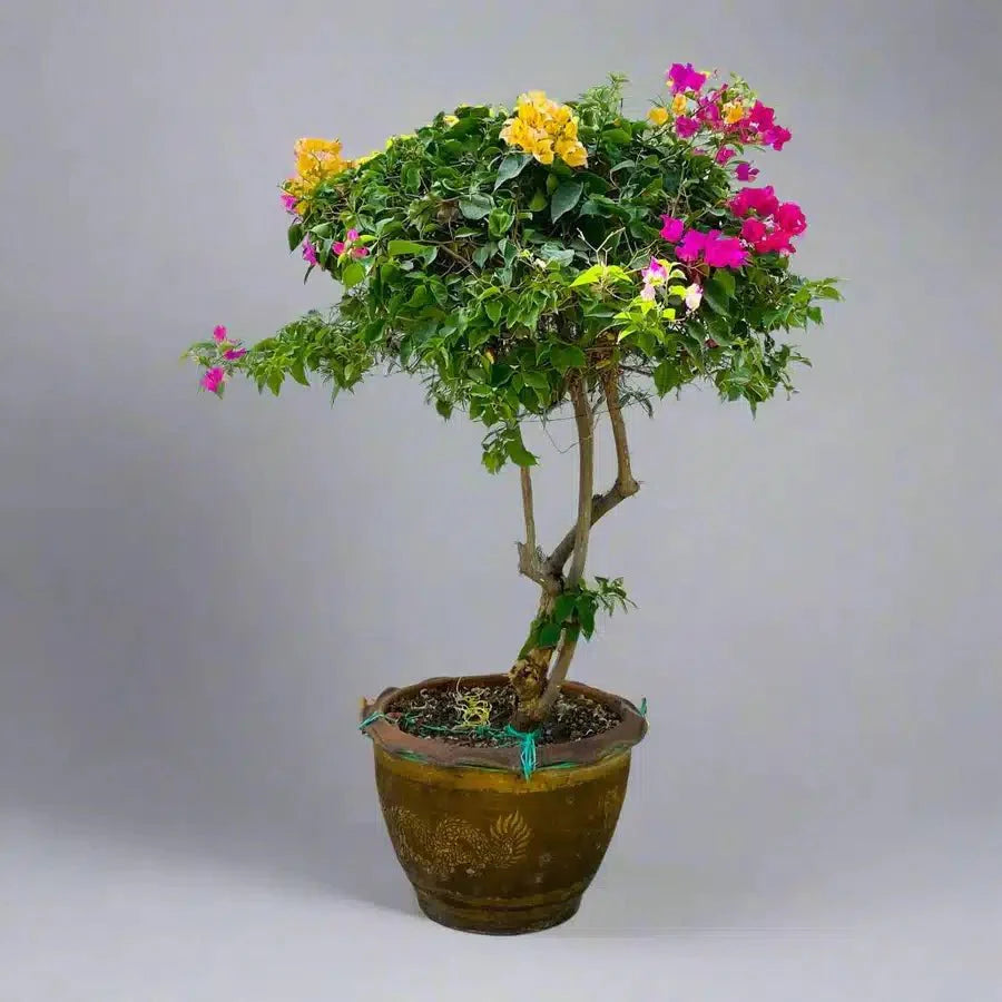Bougainvillea Specimen "Single Head" - Greensouq - 