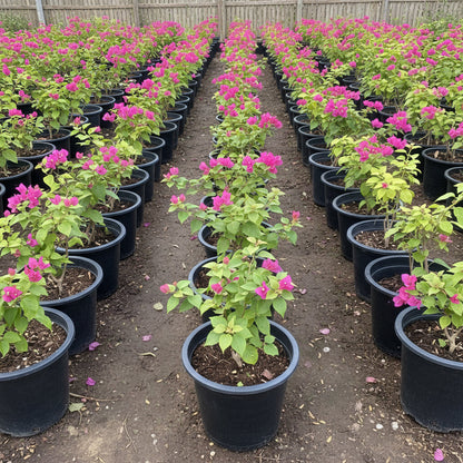 Bougainvillea Spectabilis “30 to 160cm” Dark Pink - Greensouq - 