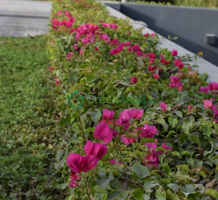 Bougainvillea Spectabilis “30 to 160cm” Dark Pink - Greensouq - 