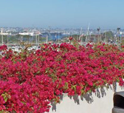 Bougainvillea Spectabilis “30 to 160cm” Dark Pink - Greensouq - 