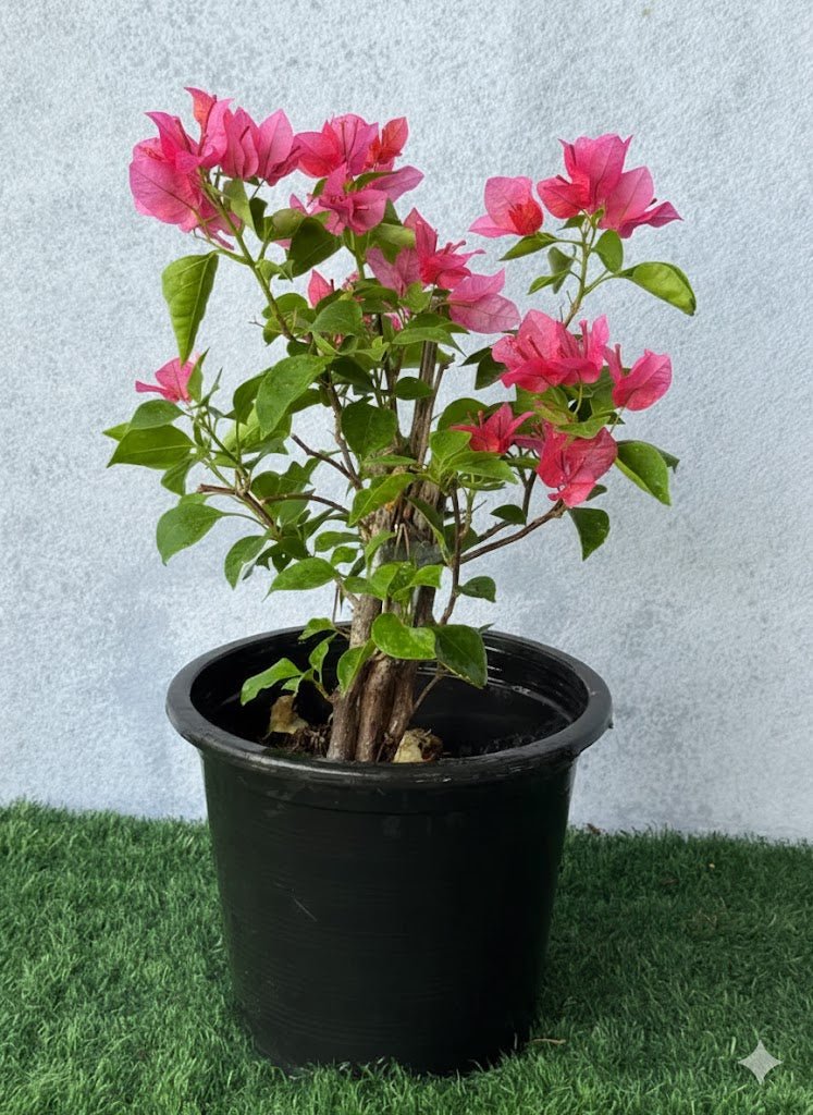Bougainvillea Spectabilis “30 to 160cm” Dark Pink - Greensouq - 