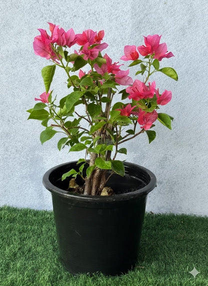 Bougainvillea Spectabilis “30 to 160cm” Dark Pink - Greensouq - 