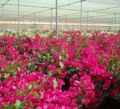 Bougainvillea Spectabilis “30 to 160cm” Dark Pink - Greensouq - 