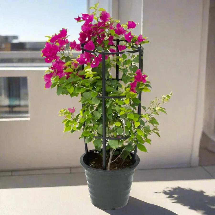 Bougainvillea Spectabilis “30 to 160cm” Dark Pink - Greensouq - 