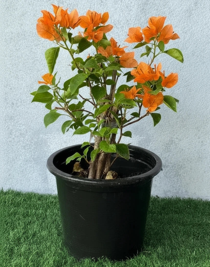 Bougainvillea Spectabilis “30 to 160cm” Orange - Greensouq - 